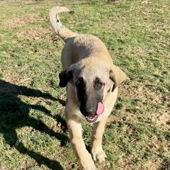 Morticia - Fawn female Anatolian Shepherd Dog puppy in Williamsburg, Kentucky from Three Little Birds Farm