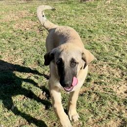 Morticia - Fawn female Anatolian Shepherd Dog puppy in Williamsburg, Kentucky from Three Little Birds Farm
