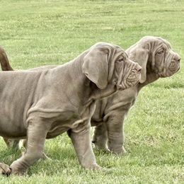 Marilyn - Tawny female Neapolitan Mastiff puppy in Canyon, Texas from Mastini Della Forte