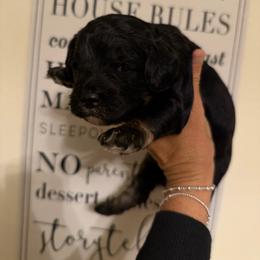 Stella - Tri-color female Bernedoodle puppy in Carlotta, California from Lost Coast Poodles and Doodles