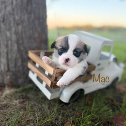 Mac - Red male Pembroke Welsh Corgi puppy in Rose, Nebraska from Clearsky Corgis