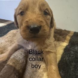 Black - Golden male Golden Retriever puppy in Buchanan, Georgia from Morgan’s Heart of Gold Retrievers
