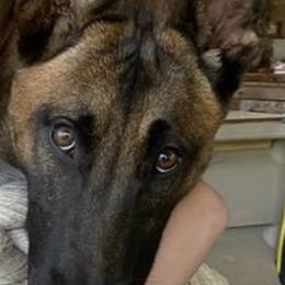 Belgian Malinois from Clark's Belgian Malinois