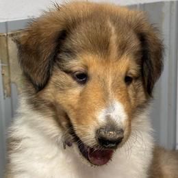 Passion - Sable and white female Collie puppy in Norris City, Illinois from Hoskins Collies