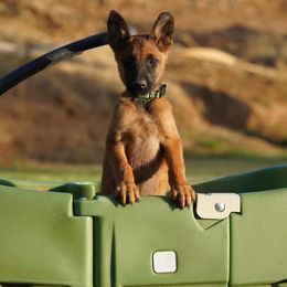 Belgian Malinois, Belgian Tervuren, and German Shepherds from Du Poilu