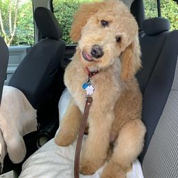Goldendoodle Puppies from Lundee Doodles