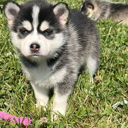 Pomsky Puppies from Zoeys Little Pomsky