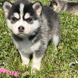 Pomsky Puppies from Zoeys Little Pomsky
