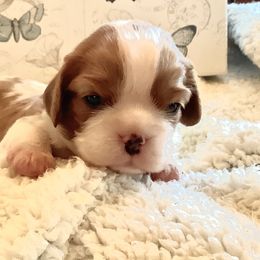 Cavalier King Charles Spaniel Puppies from Windgate Cavaliers