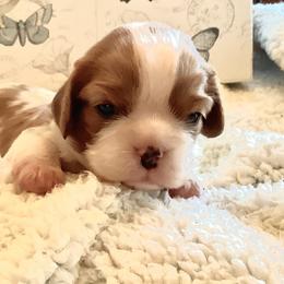 Cavalier King Charles Spaniel Puppies from Windgate Cavaliers