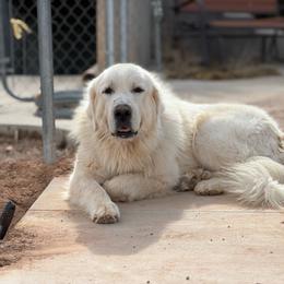 Cedar - White female Great Pyrenees puppy in Cedar City, Utah from Forestwood Farms Great Pyrenees