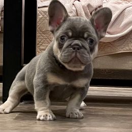 French Bulldog Puppies from Cuddlebug Frenchies