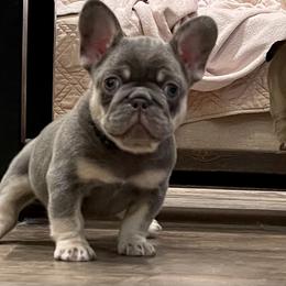 French Bulldog Puppies from Cuddlebug Frenchies