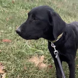 Green Collar - Black Labrador Retriever puppy in Mansfield, Missouri from Labradors of Moxley Meadow
