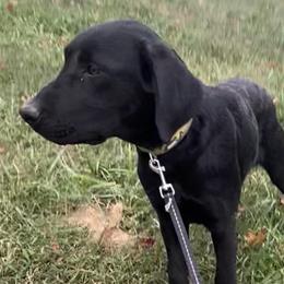 Green Collar - Black Labrador Retriever puppy in Mansfield, Missouri from Labradors of Moxley Meadow