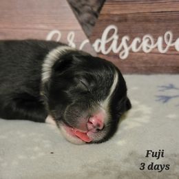 Australian Shepherd Puppies from Summit Australian Shepherds