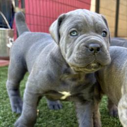 Gus - Gray male Cane Corso puppy in Ocala, Florida from High Royal Kennel
