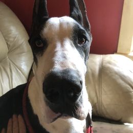Great Dane Puppies from Lotsaspots Danes