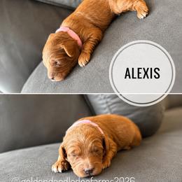 Alexis - Apricot female Golden Aussiedoodle puppy in Hyrum, Utah from Goldendoodledoo Farms