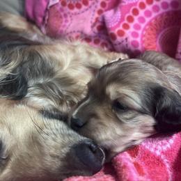Holly -Apply only if ready. - Cream female Dachshund puppy in Wisconsin from Lake Country Dachshunds