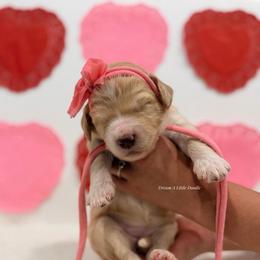 Primrose - Cream female Goldendoodle puppy in Dallas County, Texas from Dream A Little Doodle