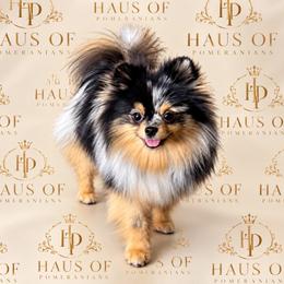 Miumiu - Blue merle female Pomeranian puppy in Burbank, California from Haus of Pomeranians