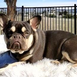 Faith - French Bulldog