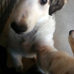Borzoi Puppies from Radost Borzoi