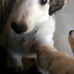 Borzoi Puppies from Radost Borzoi