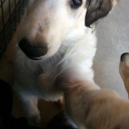 Borzoi Puppies from Radost Borzoi