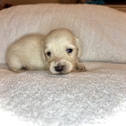 Cream Male Long Hair Mini (4200) - Cream male Dachshund puppy in Deland, Florida from Island Farms Dachshunds Florida