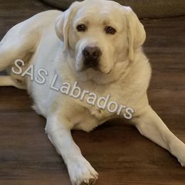 Aspen - Labrador Retriever