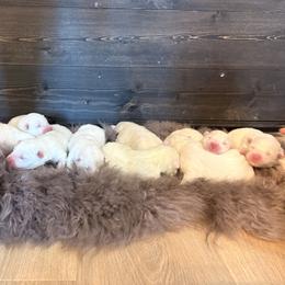 Boy 3 - White Samoyed puppy in Smithfield, Utah from Happy Samoyedland