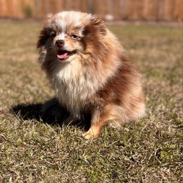 Rain - Pomeranian