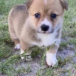 Glory - Sable female Pembroke Welsh Corgi puppy in Axtell, Nebraska from Lost Creek Corgis