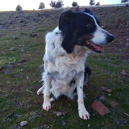 Border Collies from Flock and fang