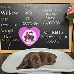 Willow - Chocolate and cream female Dachshund puppy in Hoquiam, Washington from Heyd's Mini Dachshunds
