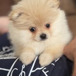 Zina - Cream female Pomeranian puppy in Colton, Oregon from Shelli’s Pampered Poms