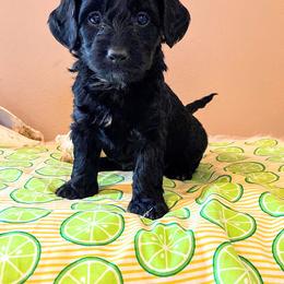 Aussiedoodle, Bernedoodle, and Poodle Puppies from Sis' Doodles & Poodles