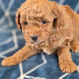 Boy 2 - Red male Maltipoo puppy in Granada Hills, California from Sheryls Puppies