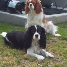 Cavalier King Charles Spaniels from Joanne Fish