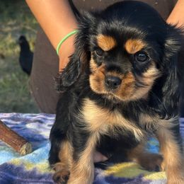 Ms. Pumpkin - Black and tan female Cavalier King Charles Spaniel puppy in Beaverton, Oregon from Feray Valoir cavaliers