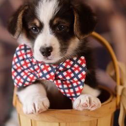 Pembroke Welsh Corgi Puppies from Big Sky Corgis