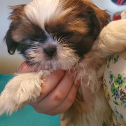 Honey - Gold and white female Shih Tzu puppy in Azusa, California from RJ Shih Tzu lover