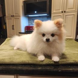 Rallyman - Cream parti male Pomeranian puppy in Hillsdale, Michigan from Kathy's K9 Cuties