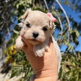 Gemma - White female Maltipoo puppy in Newport Beach, California from Exotic City Pomeranians and chihuahuas