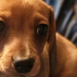 Dachshunds from Dachhalla Dachshunds