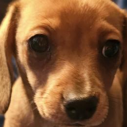 Dachshunds from Dachhalla Dachshunds