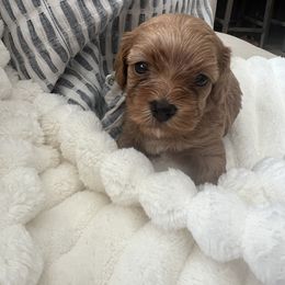 Cockapoo Puppies from The Doodle Barn