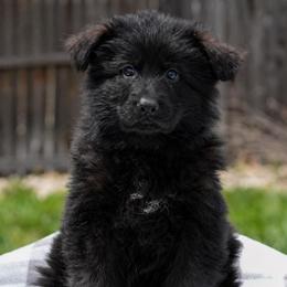 Green Collar - Black male German Shepherd puppy in Plumas Lake, California from Zwinger Vom Greifjäger